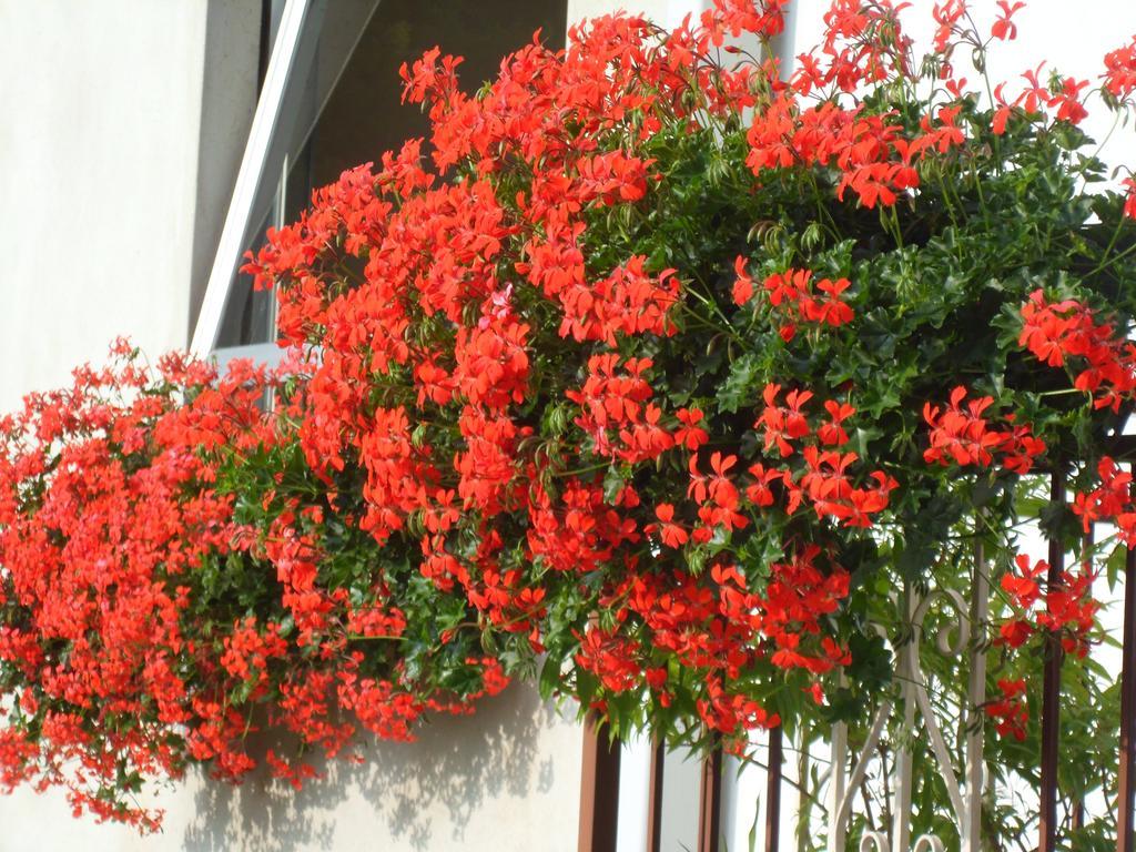 Albergo Ristorante Regina Bognanco Exterior photo